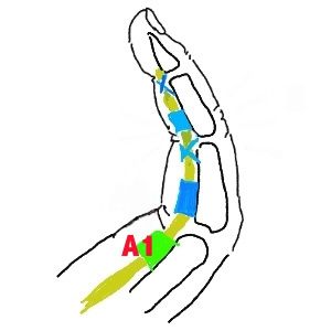 指の解剖の模式図